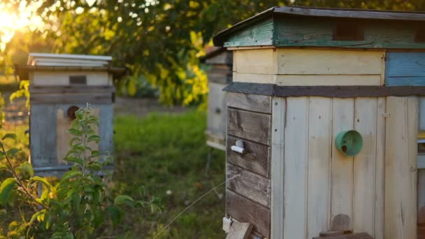 Vintage wooden beehive boxes next to the garden — Stock Video