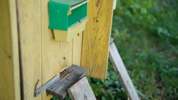 Boîtes de ruche en bois vintage à côté du jardin — Video