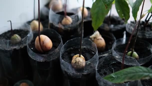 Avocado in einem Blumentopf. Junger Avocado-Garten am Fenster — Stockvideo