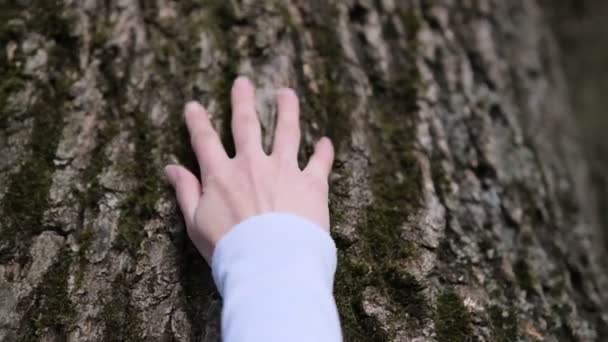 Flickans hand rör vid trädstammen. Ekologi och energi skog natur koncept. — Stockvideo