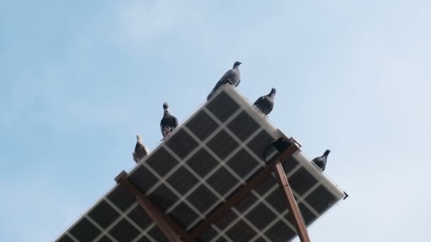 Oiseaux jouant et se détendre sur le panneau solaire. — Video