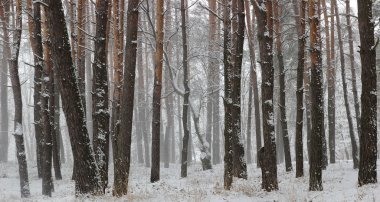 Ahşap kutuplarda kar