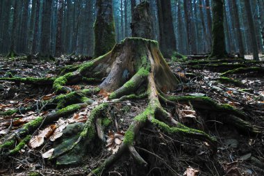 Ahşap, mistik güdük