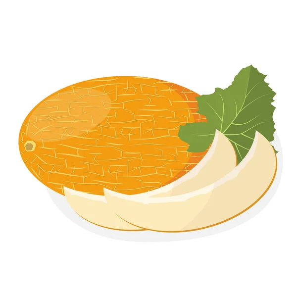 Melon dojrzały. Organiczne naturalne zdrowe owoce. — Wektor stockowy
