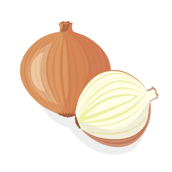 Cebollas planta vegetal. Verduras orgánicas naturales saludables. — Vector de stock