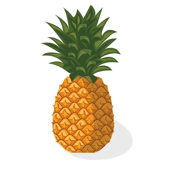 Ananas av tropiska frukter. — Stock vektor
