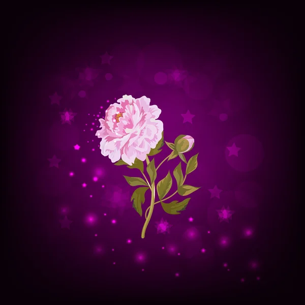 美しいピンクの牡丹 — ストックベクタ