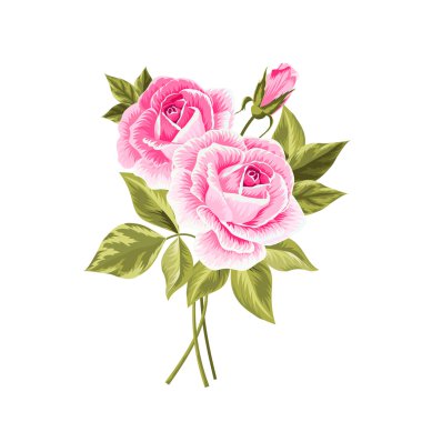 Beyaz üzerine izole edilmiş güzel güller..