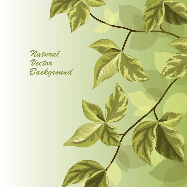 Natur Hintergrund mit grünen Blättern . — Stockvektor