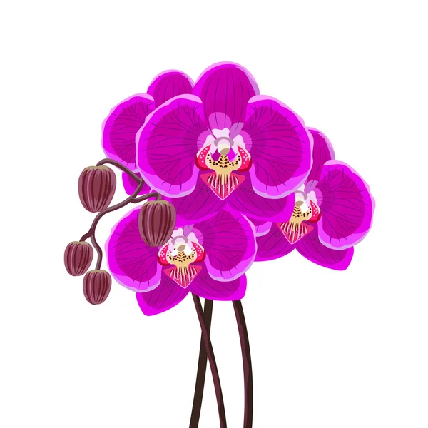 Ramo de orquídea roxa no fundo branco . — Vetor de Stock