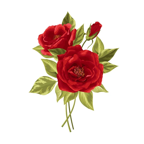 Hermoso ramo de rosas aisladas en blanco. — Vector de stock