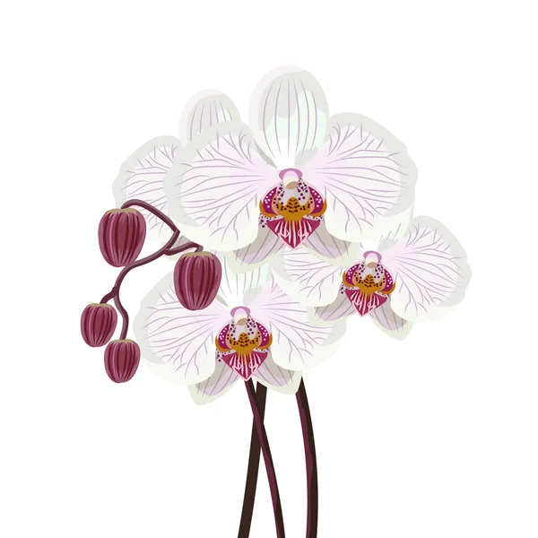 Rama de orquídea púrpura sobre fondo blanco . — Vector de stock