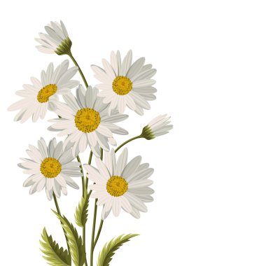 Beautiful white daisies clipart