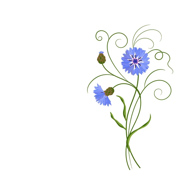 Blauwe korenbloemen geïsoleerd op wit. — Stockvector