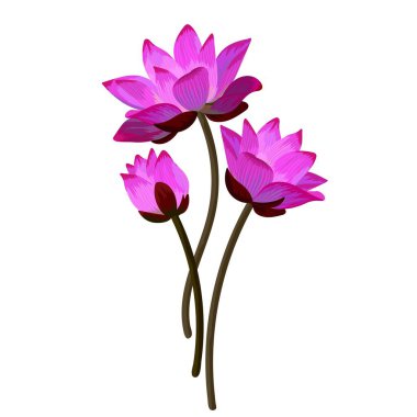 Güzel pembe nilüferler beyaz üzerine izole edilmiş