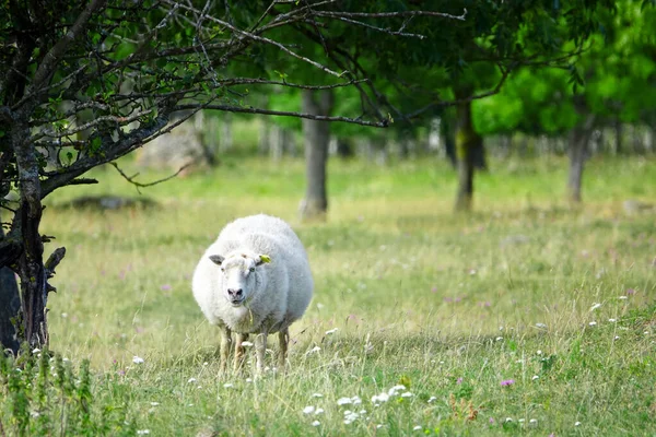 Animais selvagens - retrato de ovelhas. Vista agrícola de uma ovelha lanosa em um campo de floresta verde — Fotografia de Stock