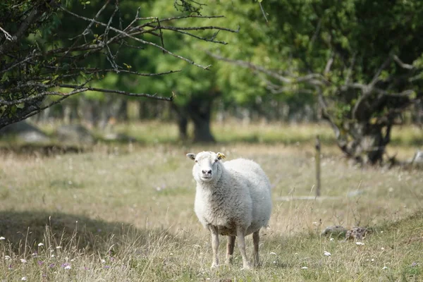 Wilde dieren - schapenportret. Landzicht van een wollige schaap in een groen bos Veld — Stockfoto