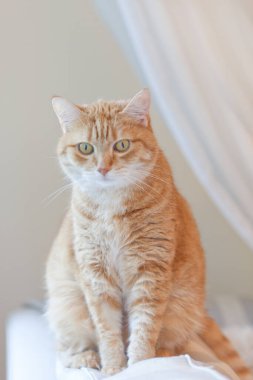 Memnuniyet verici turuncu kedi sandalyede oturuyor ve evde dinleniyor. Sıcak ev atmosferinde komik kırmızı kedi. Tekir zencefilli kedi olabilir. Kızıl kediye benziyor, sandalyede oturuyor..