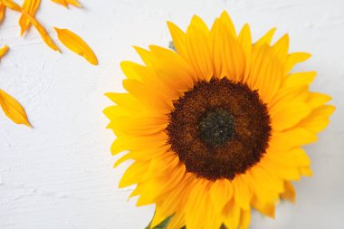 Beyaz arka planda sarı ayçiçeği. Sarı Ayçiçeği Buketi, Sonbahar Konsepti, Üst Görüş, Metin İçin Yer. Beyaz arka planda izole edilmiş. Çiçek açan ayçiçeği. Parlak sarı çiçekler.