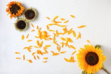 Beyaz arka planda sarı ayçiçeği. Sarı Ayçiçeği Buketi, Sonbahar Konsepti, Üst Görüş, Metin İçin Yer. Beyaz üzerine izole edilmiş. Çiçek açan ayçiçeği. Parlak sarı çiçekler.