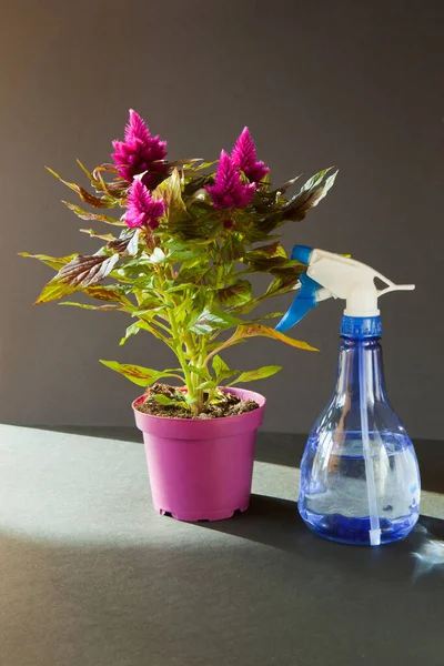 Fiori viola in bella luce del sole e vaso viola chiamato Astilbe chinensis Visioni in rosso — Foto Stock