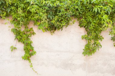 Yeşil üzümlü beton duvar. Eski beton duvarın arka planında Virginia 'ya tırmanma bitkisi sarmaşık bakir üzüm, latin. Üzerinde partenocissus quinquefolia var..