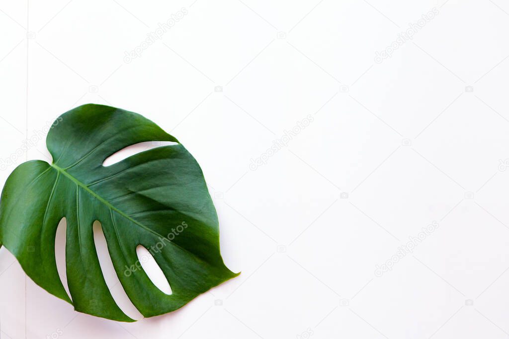 Big green Monstera leaf for flower arrangement. Popular florist choice using exotic jungle plant leaf