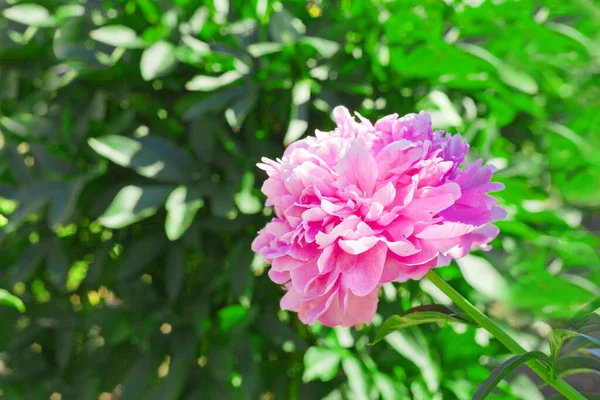 Fiore di peonia rosa in giardino durante l'estate. Bellissimo sfondo peonie in stile vintage. primo piano. — Foto Stock
