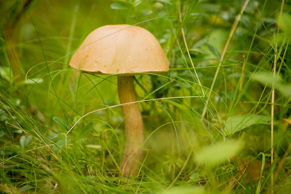 Аспен гриб или просто вереск и большой съедобный гриб — стоковое фото