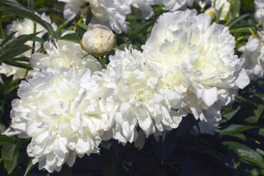 Bahçedeki büyük beyaz şakayıklar. Şakayık tomurcukları ve koyu yeşil yaprakları olan bir çiçek. Muhteşem kremalı şakayık. Duble Beyaz Şakayık. Muhteşem kremsi beyaz çiçek koyu yeşil yapraklara karşı.