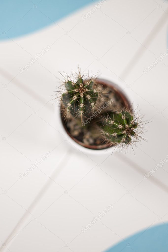 Close up mini cactus prickles in a white flowerpot on a blue and
