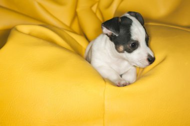 Jack Russell bir kabarık dinlenme