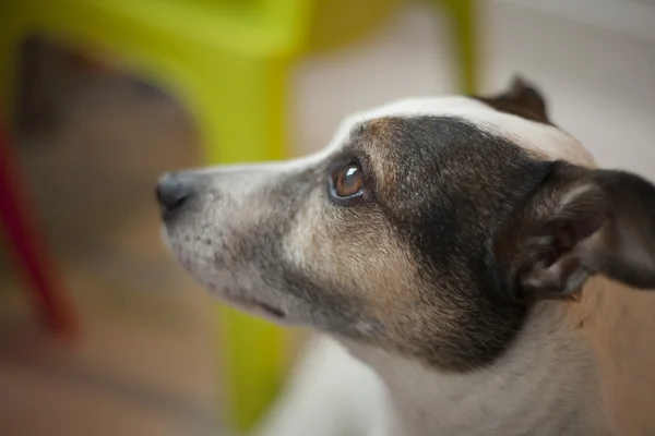 Nahaufnahme Jack Russell Terrier. Weicher Fokus — Stockfoto