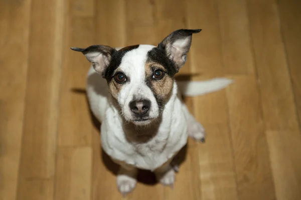 Close up jack russell terrier — Stock Photo, Image