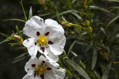 Sakız Laden çiçeği