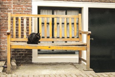 Kedi bir Bank. Amsterdam