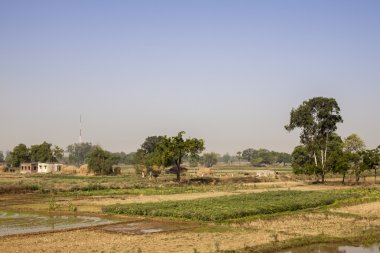 Tarım oğlu Nagar yakınındaki. Bihar. Hindistan