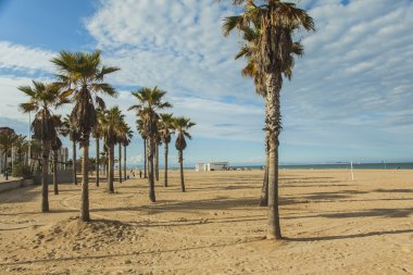 Palmiye ağaçları Beach. Günbatımı. 