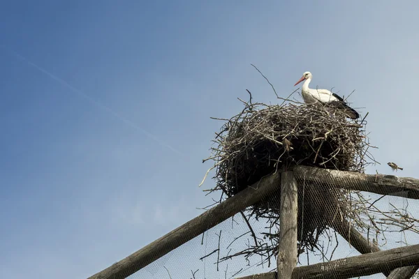 Wildstorch im Nest über einer Stockholzkonstruktion — Stockfoto