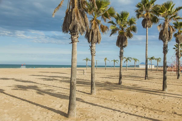Palmiye ağaçları Beach. Günbatımı. 
