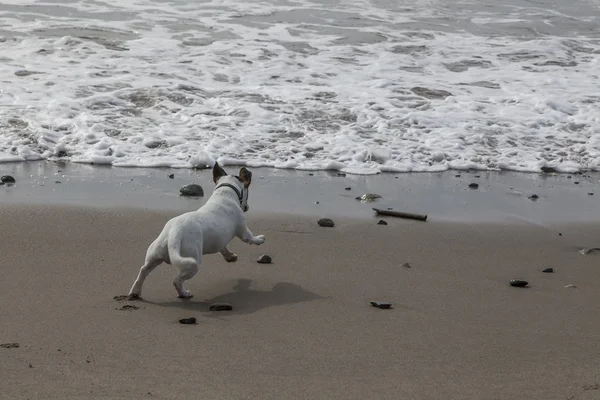 Happy Jack Russell terrier playing in the beach — Stock Photo, Image