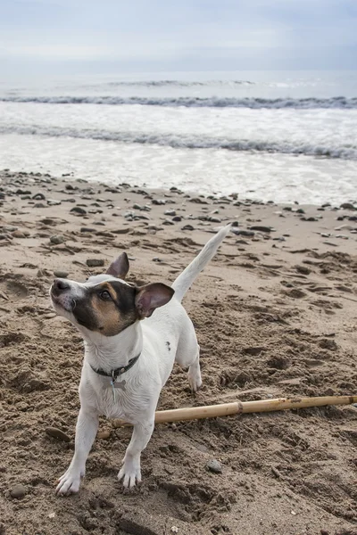 Happy Jack Russell terrier bermain di pantai — Stok Foto