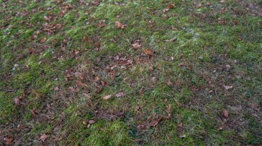 Detaylı bir yakın çekim canlı yeşil yosun ve dağınık kahverengi yapraklar gösteriyor, orman zemininde zengin bir doku yaratıyor, sakin ve doğal bir doğa havasını çağrıştırıyor..