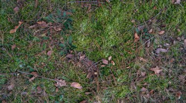 Yaprak ve iğnelerle bezenmiş yemyeşil bir orman zemininin sakin bir yakın çekimi, yapraklar ve iğnelerle bezenmiş, doğal desenleri ve huzurlu orman atmosferini ortaya çıkarıyor..