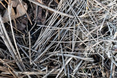 Kara toprakta soyut organik bir doku oluşturan kuru saman ve kırılgan dalların genel görünümünü kapatın. Çürüyen saman veya kırsal elementler için doğal bir arka plan.