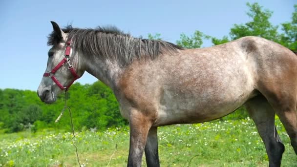 Paard Mane zwaaien — Stockvideo