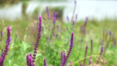 Arı kırsal alandaki uçan ile pembe çiçekler