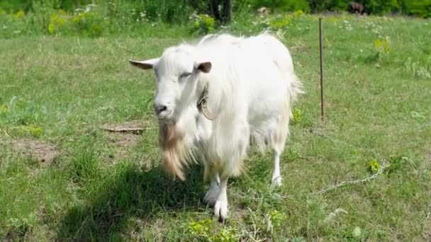 Une chèvre blanche dans un champ rural — Video
