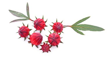 Beyaz arka plan üzerinde izole roselle meyve