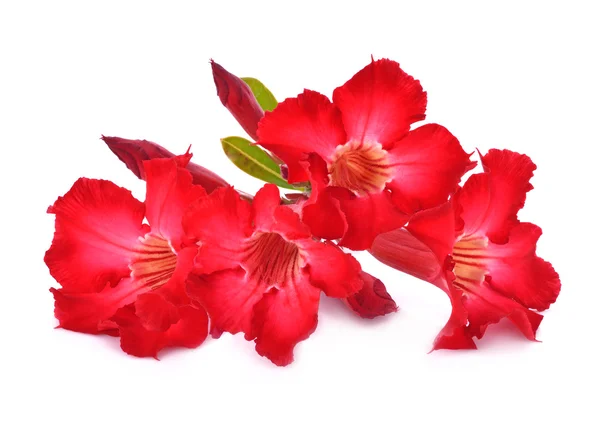 Açelya çiçekleri beyaz arkaplanda izole edilmiş